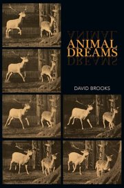 Animal Dreams cover image