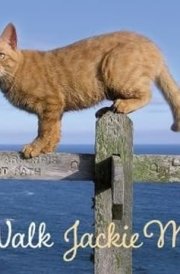 Cat Walk Notecards cover image