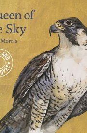 Jackie Morris Queen of the Sky Notecards Pack 1 cover image
