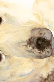 The Ice Bear 10 Postcard Pack cover image