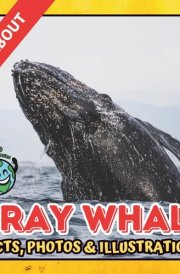 All about Gray Whale | Facts, Photos and Illustrations: A Picture Book for Curious Children | Screen-Free Infotainment (MY WORLD for YOUNG READERS) cover image