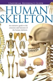 Universal Reference Guide - HUMAN SKELETON (Universal Reference Guides) cover image