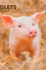 Piglets 2025 7 X 14 Inch Monthly Mini Wall Calendar Browntrout Domestic Pet Baby Farm Animals cover image
