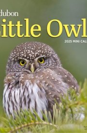 Audubon Little Owls Mini Wall Calendar 2025: A Year of Fluffy and Round Owls cover image