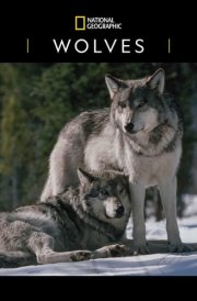National Geographic: Wolves 2025 Wall Calendar cover image