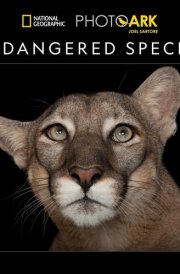 National Geographic: Endangered Species 2025 Wall Calendar cover image