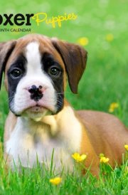 Boxer Puppies | 2025 7 x 14 Inch Monthly Mini Wall Calendar | BrownTrout | Animals Dog Breeds Puppy cover image