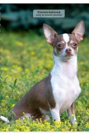 Chihuahuas | 2025 6 x 7.75 Inch Spiral-Bound Wire-O Weekly Engagement Planner Calendar | New Full-Color Image Every Week | BrownTrout | Animals Small Dog Breeds cover image
