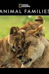 National Geographic: Animal Families 2025 Wall Calendar cover image