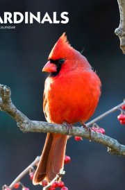 Cardinals | 2025 12 x 24 Inch Monthly Square Wall Calendar | Plastic-Free | BrownTrout | Animals Wildlife Red Birds cover image