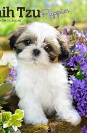 Shih Tzu Puppies | 2025 7 x 14 Inch Monthly Mini Wall Calendar | BrownTrout | Animal Small Dog Breed Puppy cover image