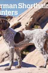 German Shorthaired Pointers 2025 12 X 24 Inch Monthly Square Wall Calendar Plastic-Free cover image