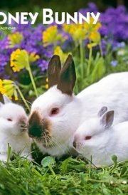 Honey Bunny | 2025 12 x 24 Inch Monthly Square Wall Calendar | Plastic-Free | BrownTrout | Domestic Small Cute Animals cover image
