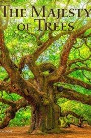 The Majesty of Trees | 2025 12 x 24 Inch Monthly Square Wall Calendar | Plastic-Free | BrownTrout | Nature Forests cover image