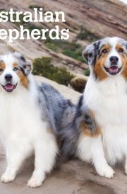 Australian Shepherds 2025 12 X 24 Inch Monthly Square Wall Calendar Plastic-Free cover image