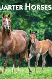 Quarter Horses | 2025 12 x 24 Inch Monthly Square Wall Calendar | Plastic-Free | BrownTrout | Animals Equestrian cover image