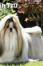 Shih Tzu 2025 12 X 24 Inch Monthly Square Wall Calendar Plastic-Free cover image