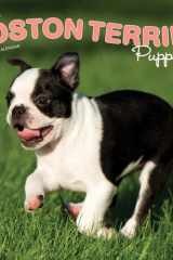 Boston Terrier Puppies | 2025 12 x 24 Inch Monthly Square Wall Calendar | Plastic-Free | BrownTrout | Animals Dog Breeds Puppy cover image