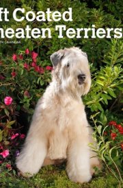 Soft Coated Wheaten Terriers | 2025 12 x 24 Inch Monthly Square Wall Calendar | Plastic-Free | BrownTrout | Animals Dog Breeds cover image