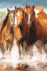 Horses: 2025-2026 28-Month Inspirational Pocket Planner cover image