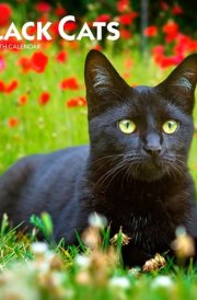 Black Cats | 2025 7 x 14 Inch Monthly Mini Wall Calendar | BrownTrout | Animals Feline Pets cover image
