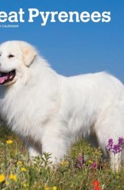 Great Pyrenees 2025 12 X 24 Inch Monthly Square Wall Calendar Plastic-Free cover image
