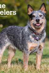 Blue Heelers 2025 12 X 24 Inch Monthly Square Wall Calendar Plastic-Free cover image
