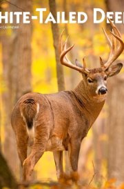 White Tailed Deer | 2025 12 x 24 Inch Monthly Square Wall Calendar | Plastic-Free | BrownTrout | Wildlife Animals Forest Hunting cover image