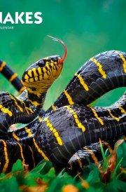 Snakes | 2025 12 x 24 Inch Monthly Square Wall Calendar | Plastic-Free | BrownTrout | Animals Nature Wildlife cover image