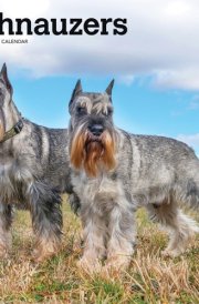 Schnauzers | 2025 12 x 24 Inch Monthly Square Wall Calendar | Plastic-Free | BrownTrout | Animals Dog Breeds cover image