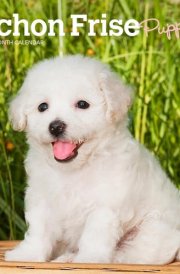 Bichon Frise Puppies | 2025 7 x 14 Inch Monthly Mini Wall Calendar | BrownTrout | Animals Dog Breeds Puppy cover image