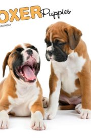 Boxer Puppies 2025 12 X 24 Inch Monthly Square Wall Calendar Plastic-Free cover image