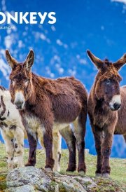 Donkeys | 2025 12 x 24 Inch Monthly Square Wall Calendar | Plastic-Free | BrownTrout | Domestic Animals cover image