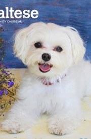 Maltese | 2025 7 x 14 Inch Monthly Mini Wall Calendar | BrownTrout | Animals Small Dog Breeds cover image
