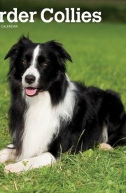 Border Collies 2025 12 X 24 Inch Monthly Square Wall Calendar Plastic-Free cover image
