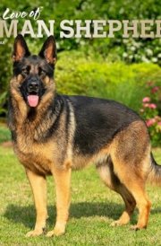 For the Love of German Shepherds | 2025 14 x 24 Inch Monthly Deluxe Wall Calendar | Foil Stamped Cover | Plastic-Free | BrownTrout | Animal Dog Breeds cover image