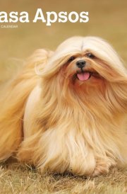 Lhasa Apsos | 2025 12 x 24 Inch Monthly Square Wall Calendar | Plastic-Free | BrownTrout | Animals Dog Breeds cover image