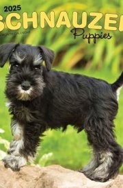 Schnauzer Puppies 2025 12 X 24 Inch Monthly Square Wall Calendar Plastic-Free cover image