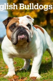 English Bulldogs | 2025 12 x 24 Inch Monthly Square Wall Calendar | Plastic-Free | BrownTrout | Animals Dog Breeds cover image