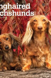 Longhaired Dachshunds | 2025 12 x 24 Inch Monthly Square Wall Calendar | Plastic-Free | BrownTrout | Animals Small Dog Breeds cover image