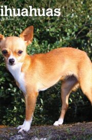 Chihuahuas 2025 12 X 24 Inch Monthly Square Wall Calendar Plastic-Free cover image