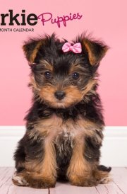 Yorkshire Terrier Puppies | 2025 7 x 14 Inch Monthly Mini Wall Calendar | BrownTrout | Animals Small Dog Breeds Yorkies cover image