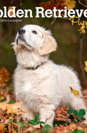 Golden Retriever Puppies | 2025 7 x 14 Inch Monthly Mini Wall Calendar | Plastic-Free | BrownTrout | Animals Dog Breeds Puppy cover image