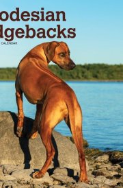 Rhodesian Ridgebacks | 2025 12 x 24 Inch Monthly Square Wall Calendar | Plastic-Free | BrownTrout | Animals Dog Breeds cover image