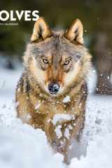 Wolves 2025 12 X 24 Inch Monthly Square Wall Calendar Plastic-Free cover image