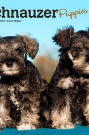 Schnauzer Puppies | 2025 7 x 14 Inch Monthly Mini Wall Calendar | BrownTrout | Animals Dog Breeds Puppy cover image