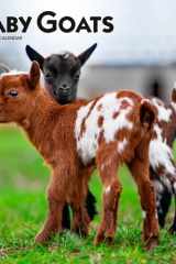 Baby Goats | 2025 12 x 24 Inch Monthly Square Wall Calendar | Plastic-Free | BrownTrout | Domestic Animals cover image