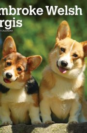 Pembroke Welsh Corgis 2025 12 X 24 Inch Monthly Square Wall Calendar Plastic-Free cover image
