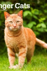 Ginger Cats 2025 12 X 24 Inch Monthly Square Wall Calendar Plastic-Free cover image