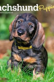 Dachshund Puppies | 2025 7 x 14 Inch Monthly Mini Wall Calendar | Plastic-Free | BrownTrout | Animals Dog Breeds Puppy cover image